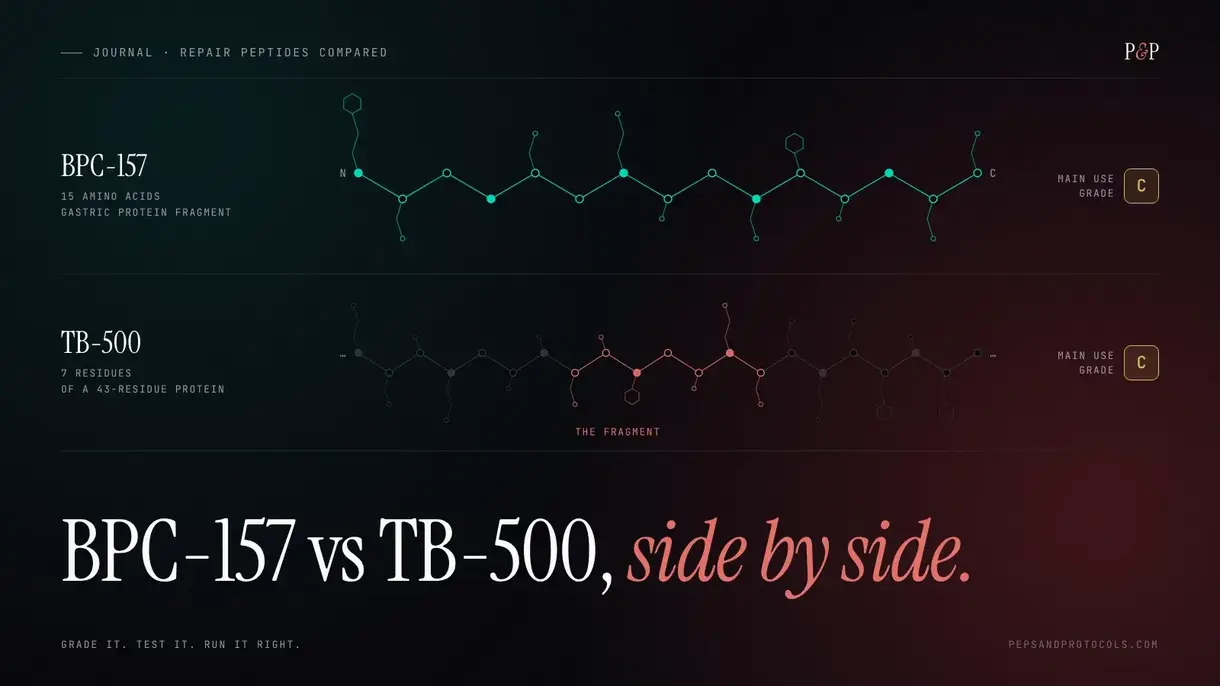 Two peptide chains drawn as line art, BPC-157 with 15 residues and TB-500 as a short fragment, both graded C, headline: BPC-157 vs TB-500, side by side.